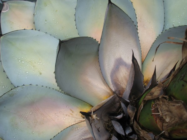 Succulents Plants Leaves Macro Fat Plants Close Up by STOCK PHOTOGRAPHY